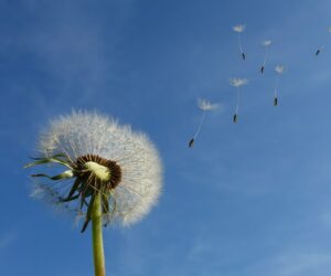 Pusteblume Pusteblume